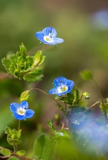 Brownroot, Persian speedwell, Persian honorary prize, plantaginaceae, scrophulariaceae, Veronica
