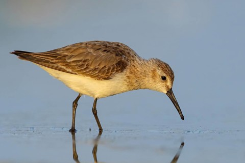 Animal, Animals, Bird, Birds, dunlin (Calidris alpina), Snipe bird, East Khawr / Khawr Ad Dahariz,