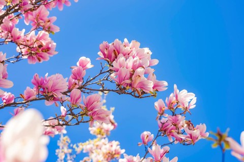 Pink magnolia blossoms unfold against a clear spring sky, Bregenz, Austria