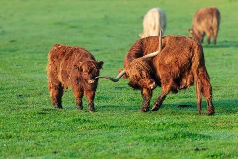 On a sunny morning, a Highland calf (Bos primigenius taurus) and his mother stand in a green