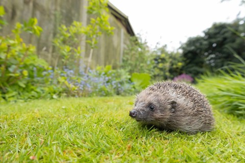 European hedgehog (Erinaceus europaeus) adult animal on a garden grass lawn, England, United