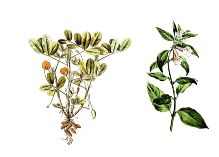 Peanut, Arachis hypogaea (left) and sesame, Sesamum indicum, Sesamum orientale, school