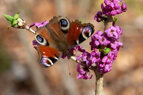 Aglais io, Daphne Mezereum, real Daphne, February Daphne, common Daphne, Common Daphne, Inachis io,