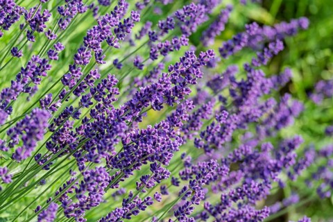 Common lavender (Lavandula angustifolia), North Rhine-Westphalia, Germany