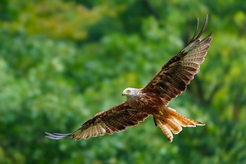 Red Kite (Milvus milvus), wildlife, Germany. A bird of prey flies sideways through the air against