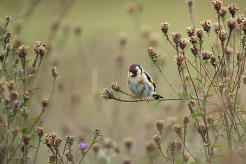 European goldfinch (Carduelis carduelis) adult bird on the stem of a Knapweed plant with seed
