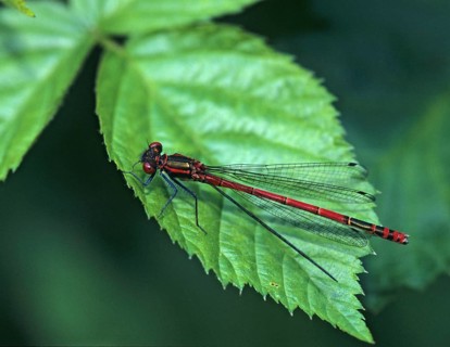 Adonis dragonfly, early Adonis dragonfly, large red damselfly, Pyrrhosoma nymphula, damselflies,