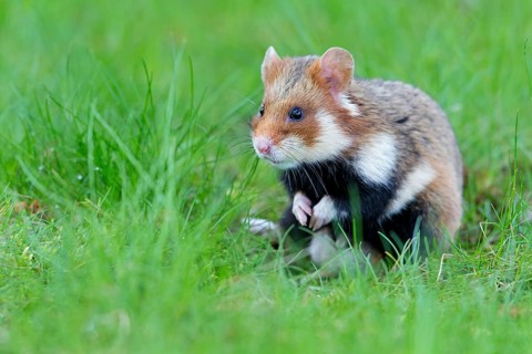Field hamster, (Cricetus cricetus), animals, mammals, hamster, rodent, subfamily of hamsters,