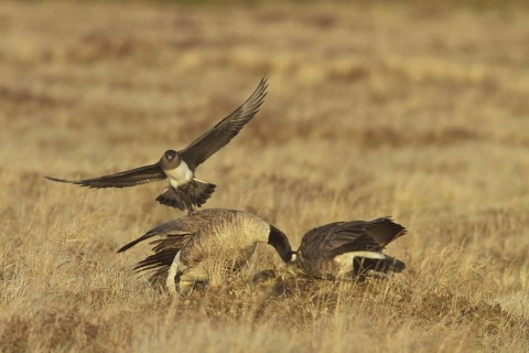 Parasitic Jaeger (Stercorarius parasiticus) flying, Manitoba, Canada