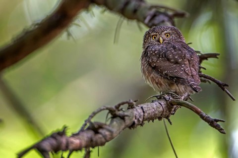 Eurasian Pygmy Owl (Glaucidium passerinum), Saxony, Germany
