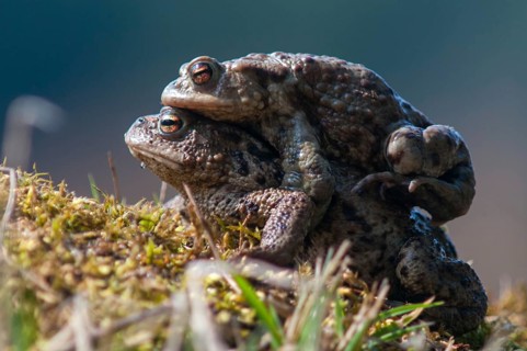 Bufo bufo, common toad, toad, amphibians, amphibians, amphibian migration, female, spawning