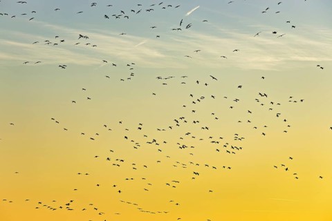 Many birds fly high in the sky at sunset, the scene looks calm and wide, The cranes in the evening