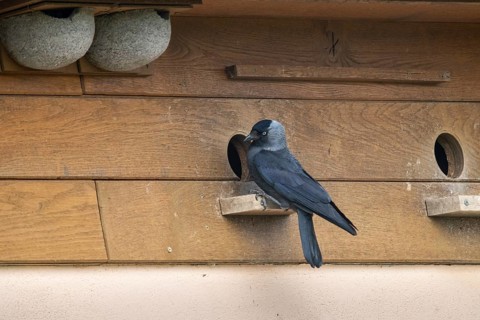Corvus monedula, jackdaw, birds, brood cave, breeding ground, corvidae family of birds, nesting