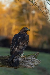 One golden eagle (Aquila chrysaetos) sitting on a broken and rotting log with fall foliage in the
