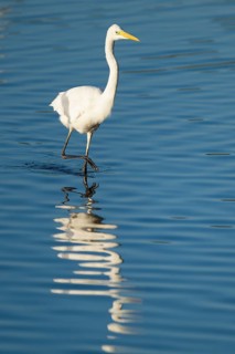 Great White Egret (Ardea alba) foraging in the shallow water zone of a lake, blue water, Lower