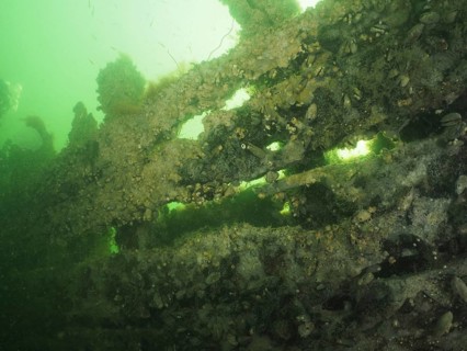 Close-up of a wreck overgrown with marine life and covered in mussels, Severn Wreck (Trubbnos) dive