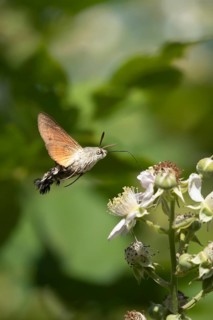 Hummingbird hawkmoth (Macroglossum stellatarum) adult moth insect in flight feeding on a Bramble