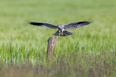 Montagu's harrier (Circus pygargus) adult male landing with open wings on wooden post in wheat