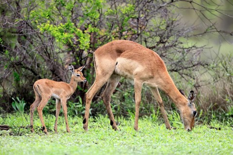 Black-heeled antelope (Aepyceros melampus), impala, adult, female, calf, mother with calf, feeding,
