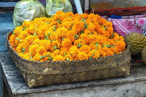 Balinese gold marigold, (Tagetes erecta), being sold for use in offerings, Sidemen, Karangasem,