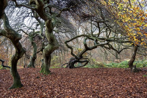 Süntelbuchen (Fagus sylvatica), cripple beeches, Hexenwald, Semper Forest Park, near Lietzow,