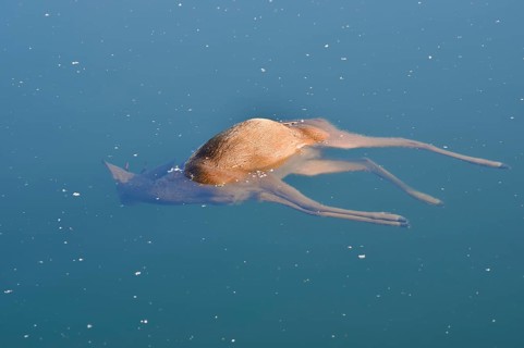 European roe deer (Capreolus capreolus), drowned roebuck floating in the water, death, North