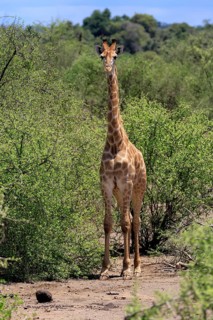 Giraffe (Giraffa camelopardalis giraffa), adult, alert, standing, Kruger National Park, Limpopo