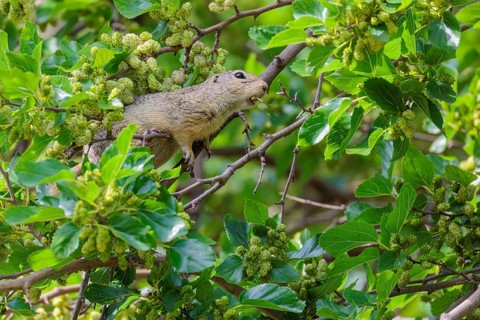 A fully grown ground squirrel (Spermophilus citellus) climbs a black mulberry tree (Morus nigra) (a