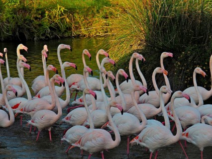 A large flock of flamingos, greater flamingos (Phoenicopterus roseus), stands huddled together in