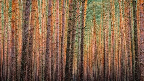A dense pine forest, Nossentiner Schwinzer Heide nature park Park, Mecklenburg-Western Pomerania,