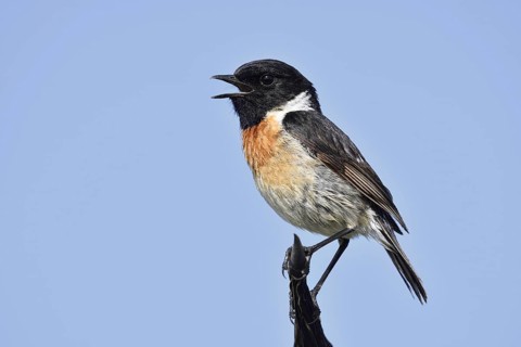 Stonechat (Saxicola rubicola), singing male, Algarve, Portugal