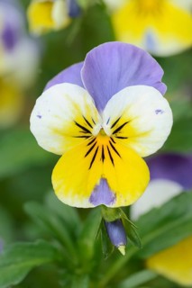 Horned violet (Viola cornuta), in bloom, North Rhine-Westphalia, Germany
