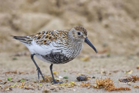 Dunlin (Calidris alpina) foraging, North Rhine-Westphalia, Germany