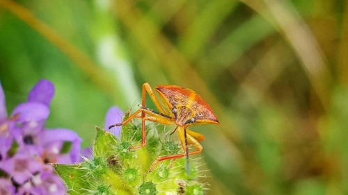 A close-up of an orange-brown insect, the purple fruit bug (Carpocoris purpureipennis), on a green
