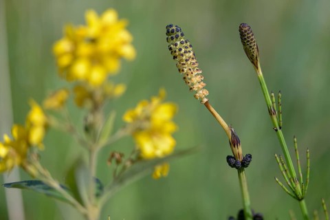 Duwock, Equisetum Palustre, Marsh Horsetail, Marsh Horsetail, Plants, Horsetail