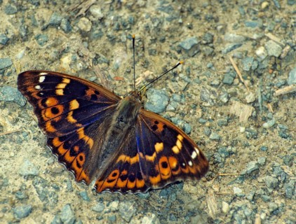 Apatura ilia, small iridescent butterfly, lesser purple emperor, butterfly, insects, leo,