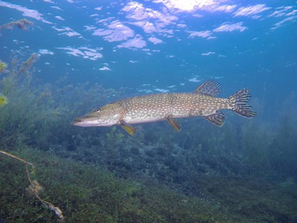 A solitary pike (Esox lucius) swims calmly in the clear blue water, whilst the sun shines through