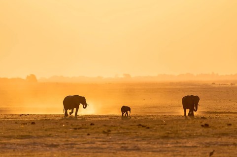 African elephant (Loxodonta africana), silhouette, sunset, atmospheric light, Ihaha, Chobe National