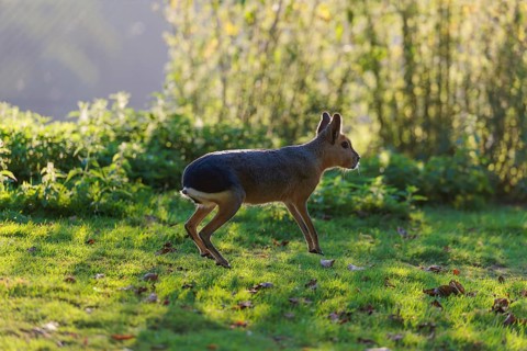 A Patagonian mara (Dolichotis patagonum) leaps across a meadow against the light. In the