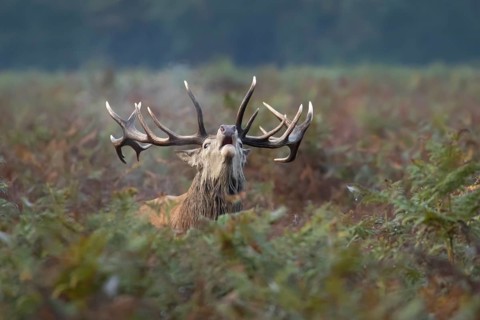 Red deer (Cervus elaphus) adult male stag animal roaring in bracken during the rutting season in