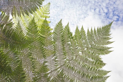 Daytime low-angle horizontal view looking up through the large fronds of a giant tree fern (Cyathea