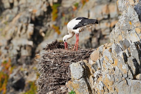 A white stork (Ciconia ciconia) stands on a nest on the rocky coast, Parque Natural do Sudoeste