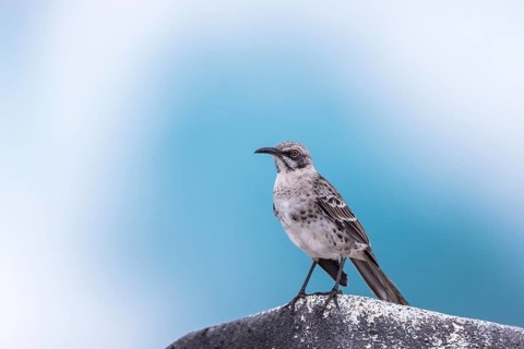 Hood Mockingbird (Mimus macdonaldi), Galapagos, Ecuador