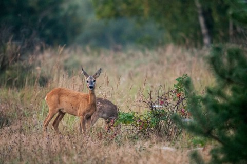 Artiodactyla, Brandenburg, Capreolus Capreolus, Even-Toed Ungulate, Germany, national natural