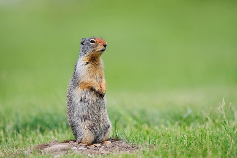 Columbian ground squirrel (Urocitellus columbianus, Spermophilus columbianus), Waterton Lakes