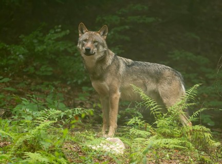 Wolf (Canis lupus) standing in the forest and looking attentively, captive, Bavarian Forest