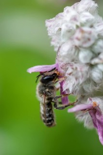 Leafcutter bee, brown-footed leafcutter, colorful leafcutter bee, hymenoptera, megachile