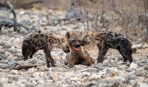 Spotted hyena or spotted hyena (Crocuta crocuta) with two young animals, Etosha National Park,