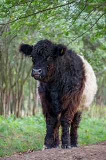 Artiodactyla, belted galloway, belties, bos taurus sspec.5, cattle, even-toed ungulate, galloway