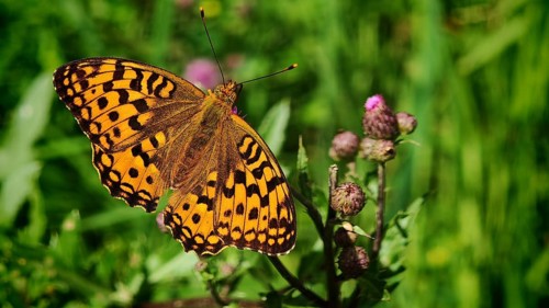 Butterfly, large pearl-spotted fritillary (Argynnis aglaja), close-up with vividly patterned wings